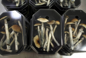 Psychedelic mushrooms relieve cancer patients` anguish